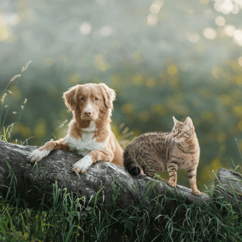 Cat Dog GIF by Nature's Protection