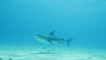 Shark Week Immersion GIF by Shark Week