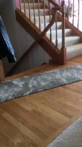 Cat And Dog Fight GIF