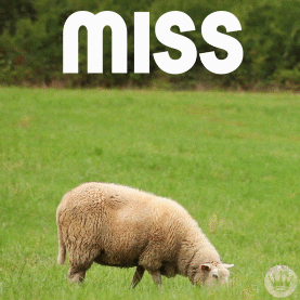 Wildlife gif. A grazing sheep whips it's head up in alarm. Text, "Miss You"