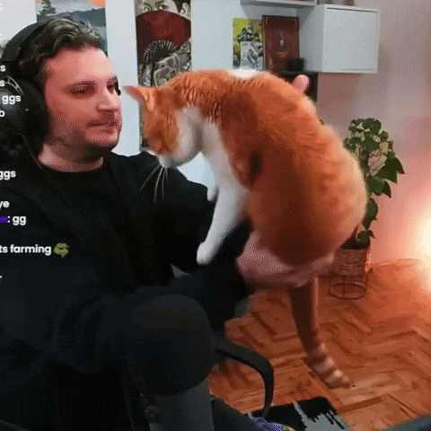 Cat Spin GIF