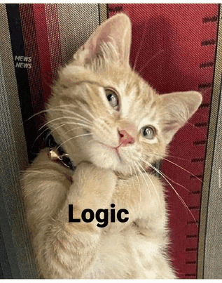 Cat GIF