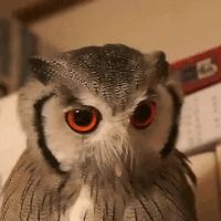 Mad Owl GIF