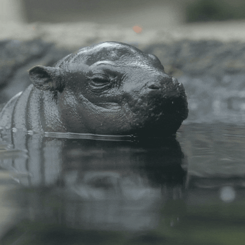 Tired Baby Animals GIF by San Diego Zoo