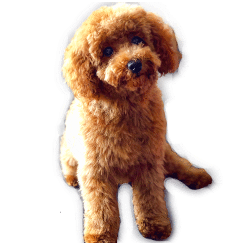 Toy Poodle Dog Sticker by narfsounds