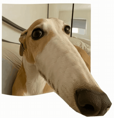 Köpek GIF