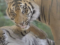 san diego zoo tiger GIF