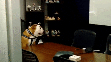 Oh Hello Dog GIF by Butler University