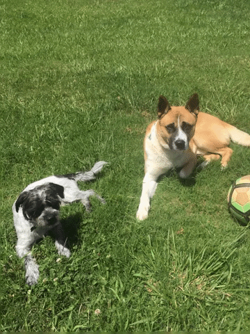 Dogs GIF