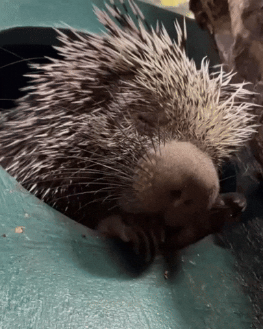 Sleepy Prehensile-Tailed Porcupine GIF by Valley Zoo Development Society