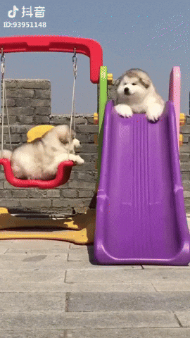 Video gif. Two Malamutes are in a playground. One is on a swing and the other is on the top of a slide. The one on the slide looks around and slowly goes down the slide, sliding to the bottom and landing safely. 