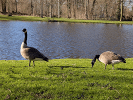 Goose GIF