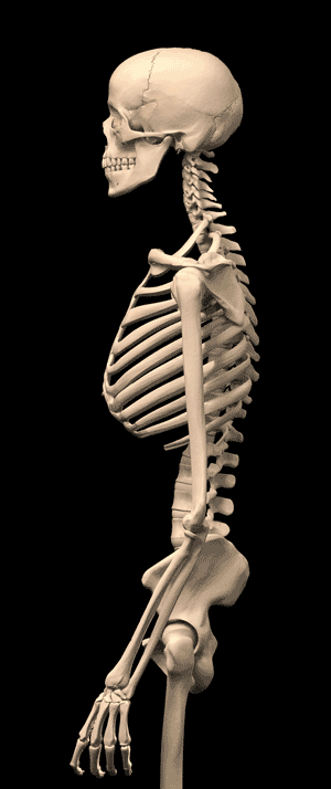 Posture Corrector GIFs - Get the best GIF on GIPHY