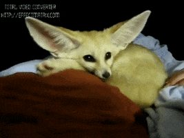 stretching fennec fox GIF