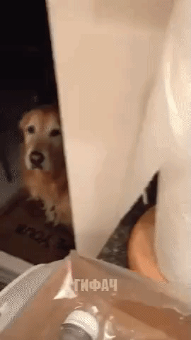limboTV  GIF