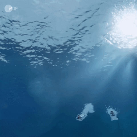 Water Swimming GIF by ZDF