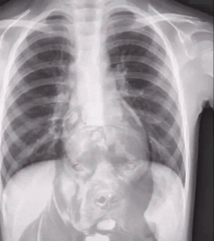 X-Ray Dog GIF