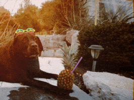 Relaxing Chocolate Lab GIF by Gramps Morgan