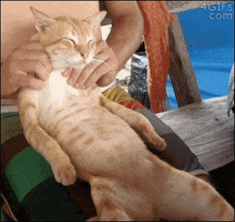 Video gif. Orange tabby cat is living the life, lying stretched out as someone massages its neck.