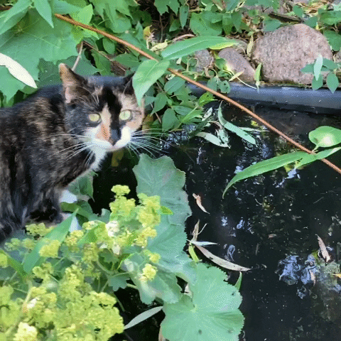 Cat GIF