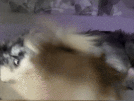 Dog GIF