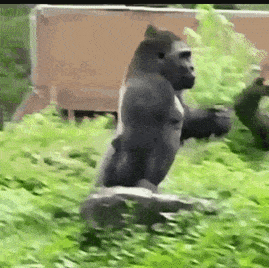 gorilla-gorilla meme gif