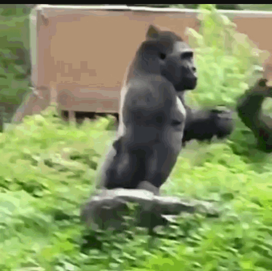 Watching gorillas beat their chests and be gorillas is my new favorite thing