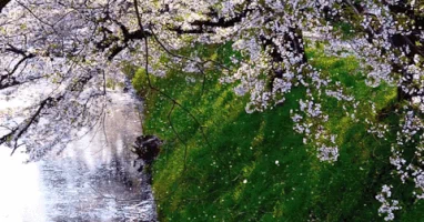 cherry blossoms GIF