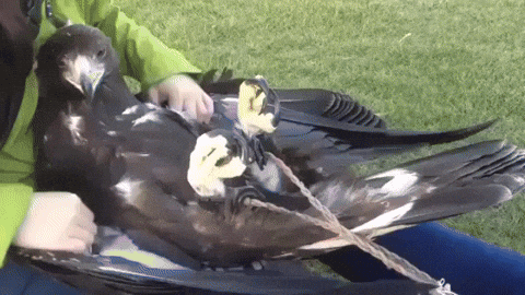 belly rub GIF