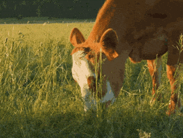 Cow GIF by Organic Valley