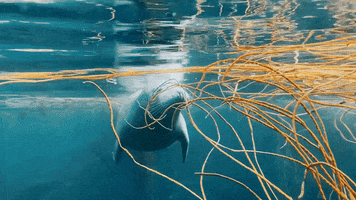Seal GIF