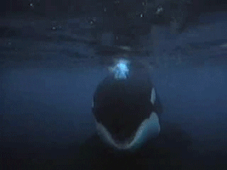 fish whale GIF
