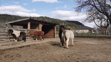 ponyklippklapp care pony pferd pflege GIF