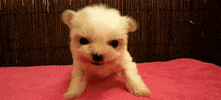 puppy dog GIF