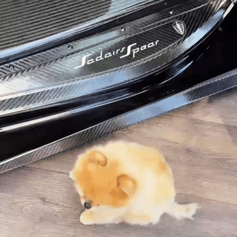 Bet Pomeranian GIF