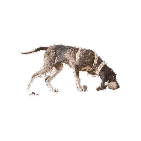 Searchdog Spur Sticker by GO FIND Suchhunde