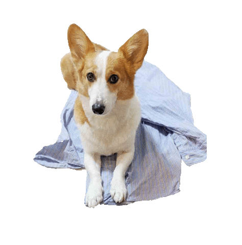 ペトコト Sticker