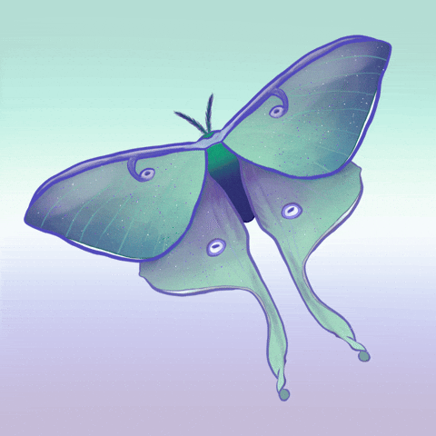Luna Moth Gay GIF by Contextual.Matters