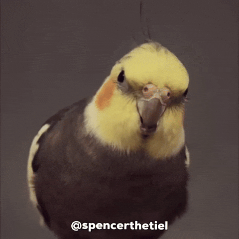 Instagram Bird GIF
