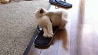 Mischievous Kitten Traps Himself in Sandal