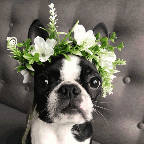 Might Delete Later Boston Terrier GIF by Find & Share on GIPHY