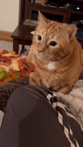 International Cat Day Pizza GIF by Storyful