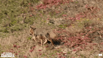 acorn-tv cute fox california cute animals GIF