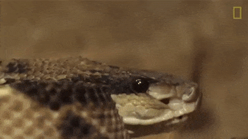national geographic snake GIF by Nat Geo Wild