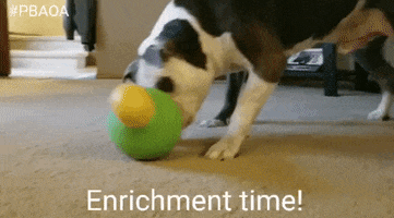 Pit Bull Fun GIF by Pit Bull Advocates of America