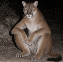 Byu Cougar GIF