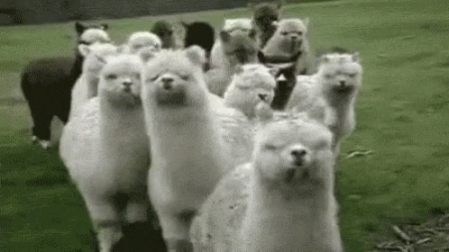 Alpaca GIF by memecandy - Find & Share on GIPHY
