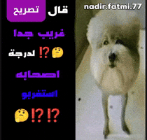 Arabic Memes GIF