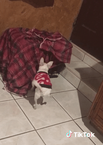 Chaton Gifs Get The Best Gif On Giphy