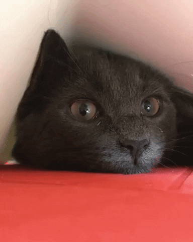 Fun Cat GIFs - Get the best GIF on GIPHY